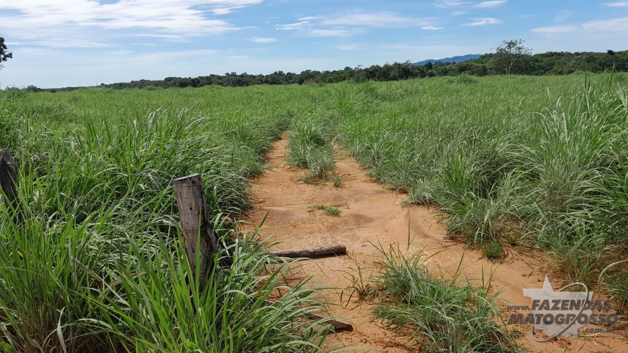Fazenda a venda no município de Araguaçu - TO