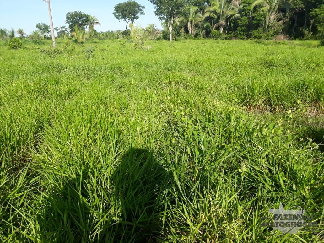 Fazenda a venda em Santo Antônio do Leverger - MT