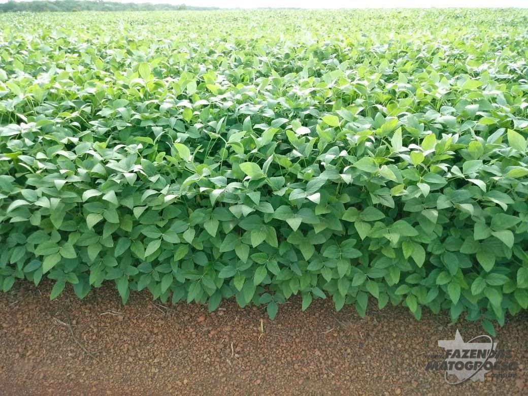 Fazenda a venda em Piaui