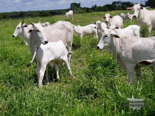 Fazenda a venda em Santa Rita de Cássia - BA