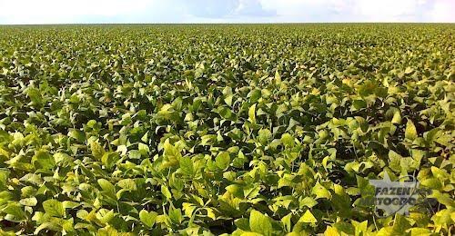 Fazenda a venda em Bom Jesus - PI