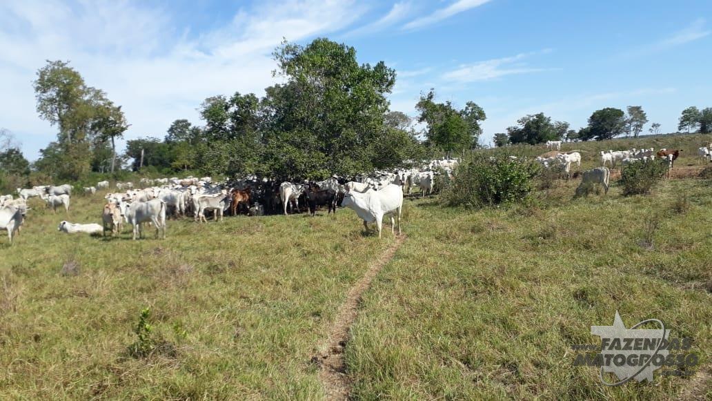 Fazenda a venda em Paconé - MT