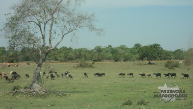 Fazenda a venda em Cocalinho - MT