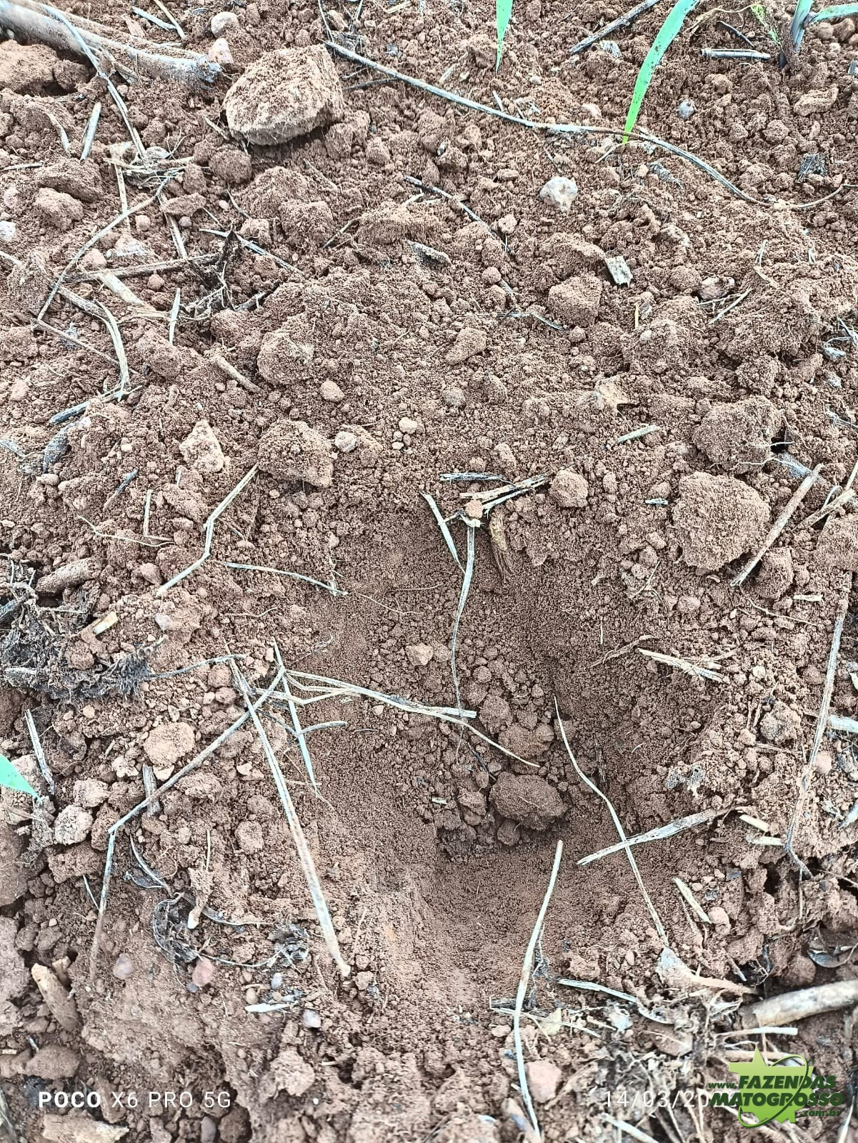 Fazenda para arrendamento em Sinop-MT