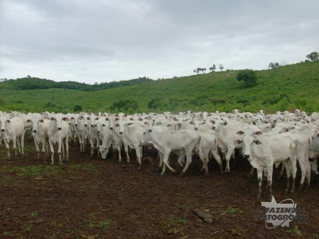 Fazenda a venda em Barra do Garças
