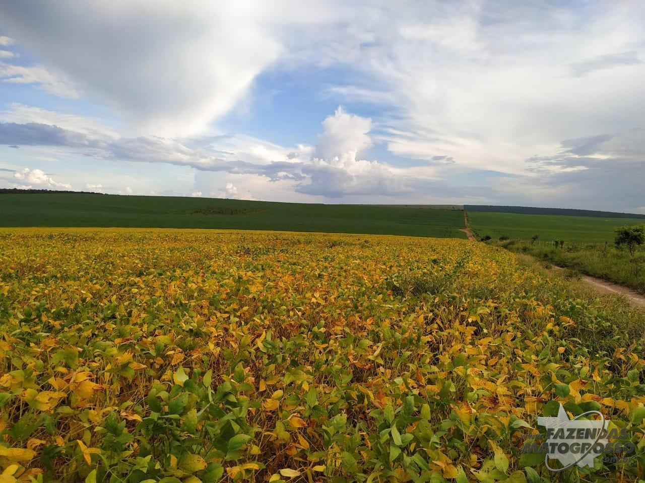 Fazenda a venda em Primavera do Leste - MT