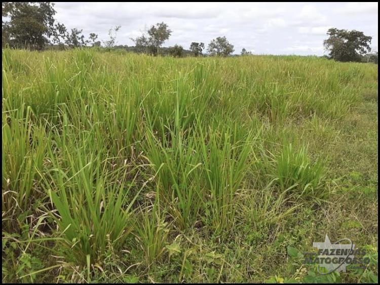 Fazenda a venda em Confresa - MT