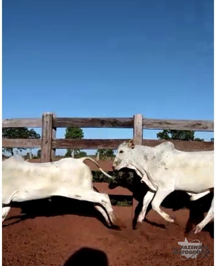 Venda de gado em Barra do Garças