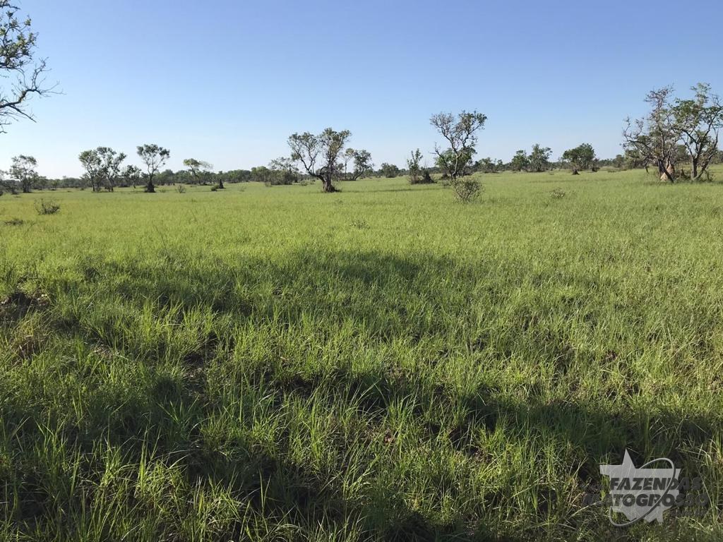 Fazenda a venda em Poconé-MT