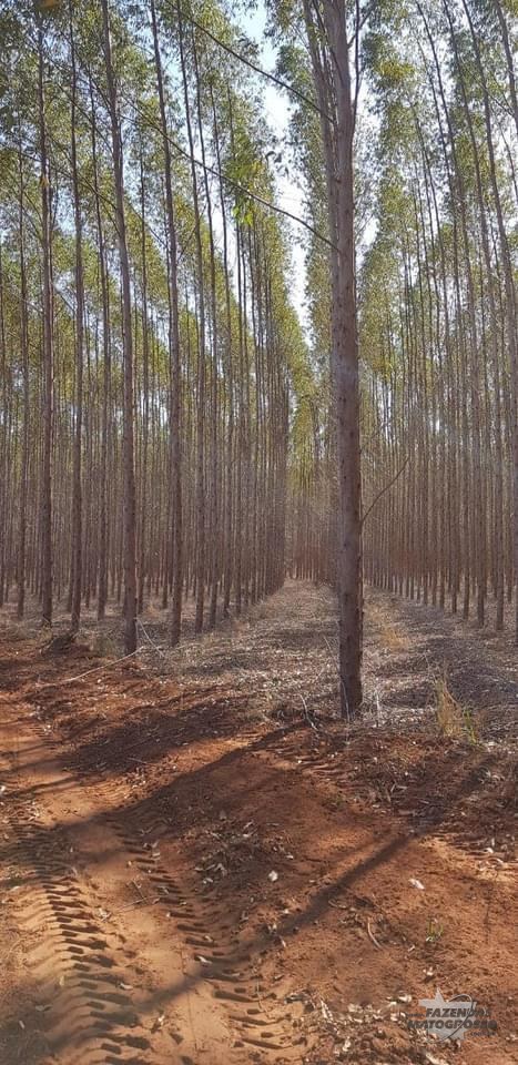 Fazenda a venda em Selvíria - MS