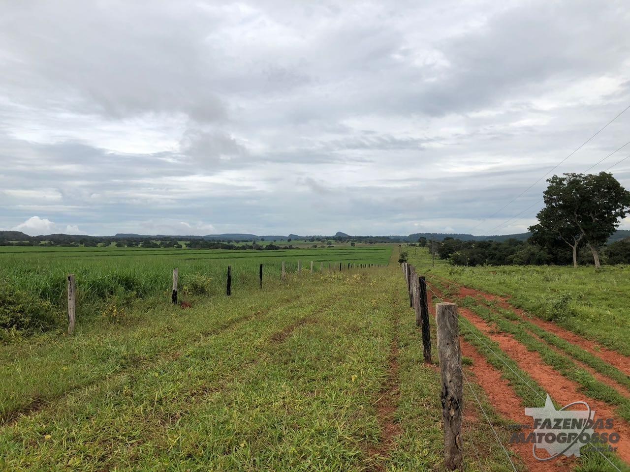 Fazenda a venda em Rondonópolis - MT
