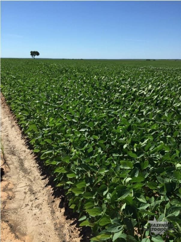 Fazenda a venda em Tocantins