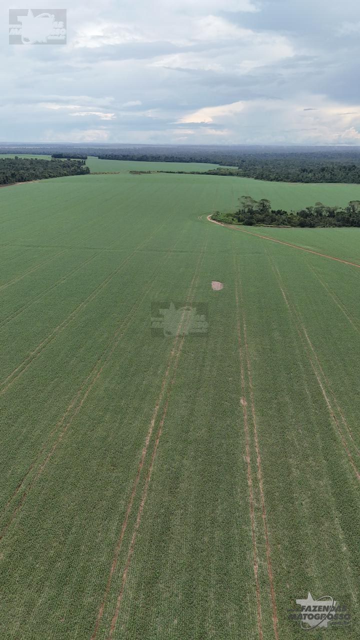 Fazenda para arrendamento em Sinop-MT