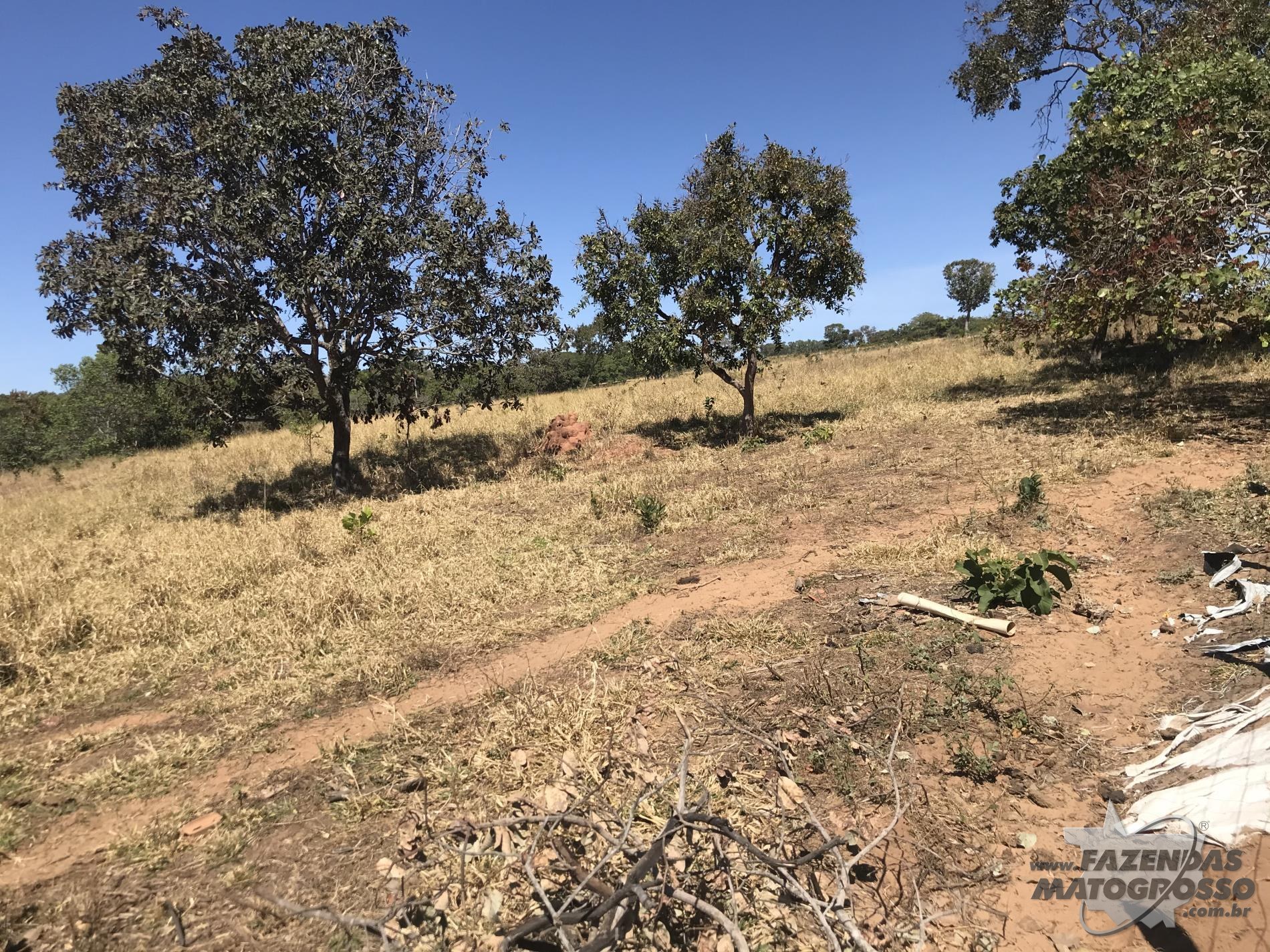 Fazenda a venda em Torixoréu - MT