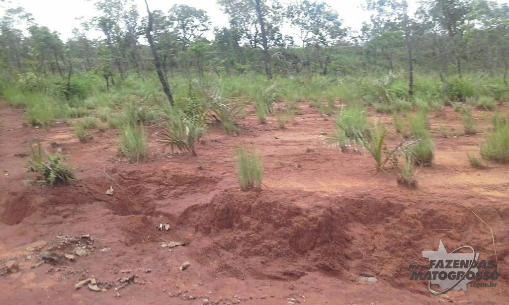 Fazenda a venda em Babaçulândia - TO
