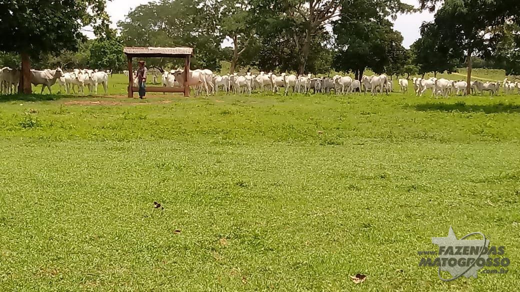 Fazenda a venda em Cocalinho - MT