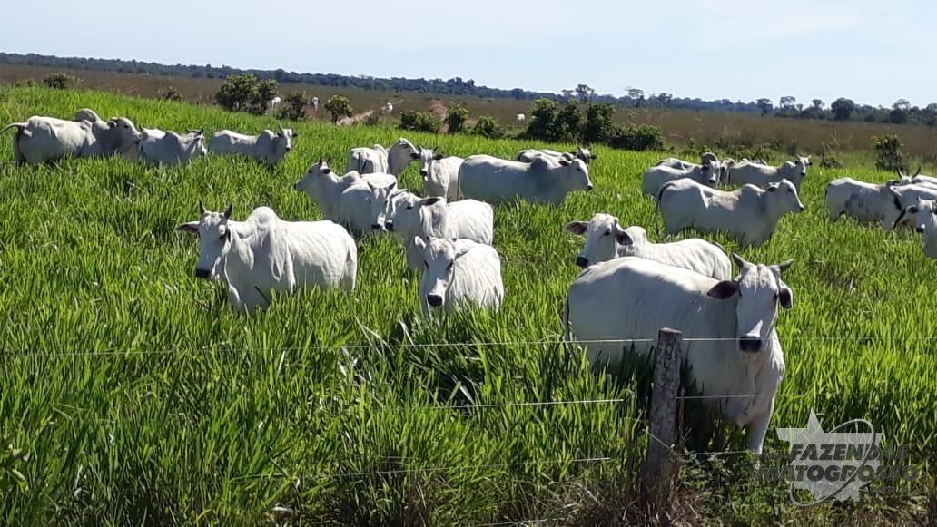 Fazenda a venda em Pontes e Lacerda - MT