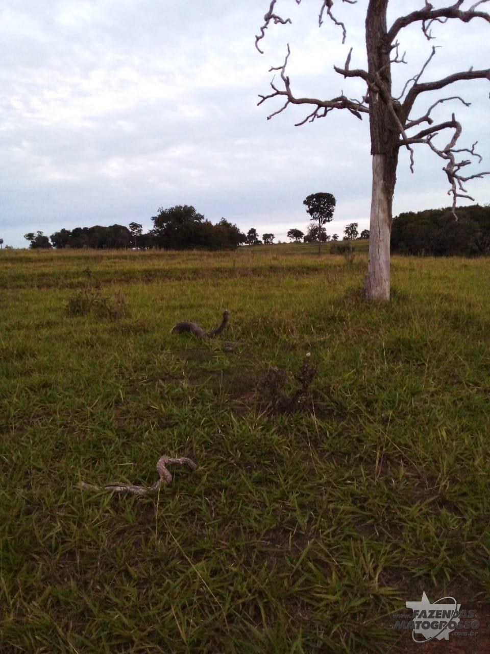 Fazenda a venda em Paraíba - MS