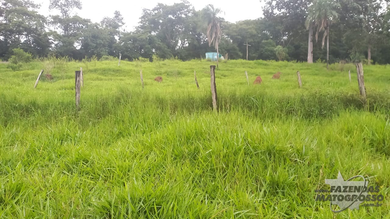 Fazend a venda em Bom Jardim - GO
